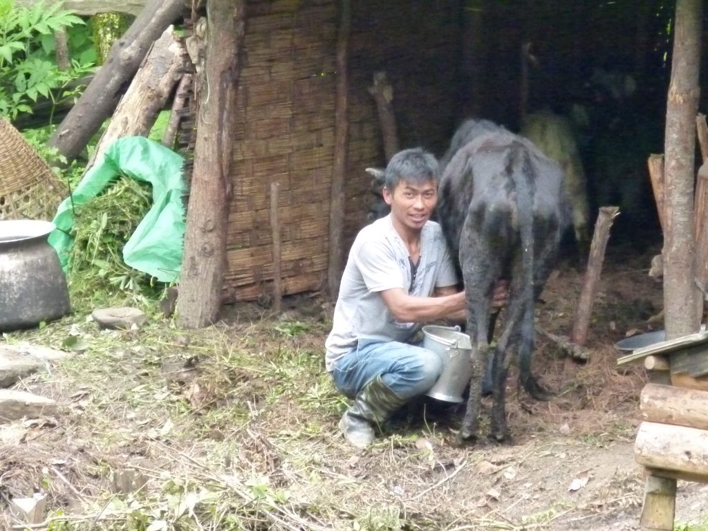 Mingmar - la traite des vaches dans les moyennes montagnes du Népal
